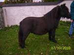 Stow Angus