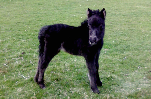 Stow Olivia