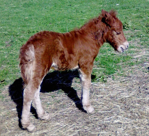 Stow Staggie