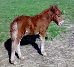 Stow Staggie