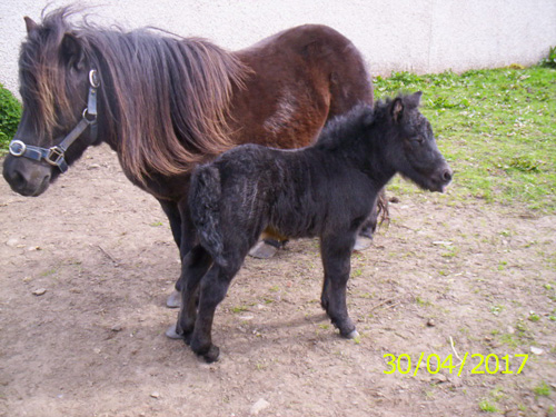 Stow Violina